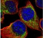 HSPA6 Antibody in Immunocytochemistry (ICC/IF)