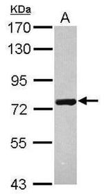HSPA6 Antibody in Western Blot (WB)