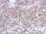 Spinesin Antibody in Immunohistochemistry (Paraffin) (IHC (P))