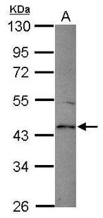 Spinesin Antibody in Western Blot (WB)