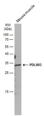 PDLIM3 Antibody in Western Blot (WB)