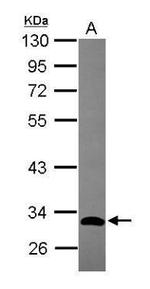 GIMAP5 Antibody in Western Blot (WB)