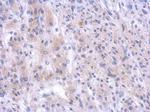PGBD1 Antibody in Immunohistochemistry (Paraffin) (IHC (P))