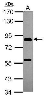 PGBD1 Antibody in Western Blot (WB)