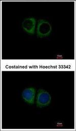 MRPS10 Antibody in Immunocytochemistry (ICC/IF)