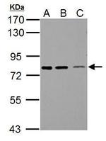 SSX2IP Polyclonal Antibody