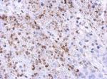SNRNP35 Antibody in Immunohistochemistry (Paraffin) (IHC (P))