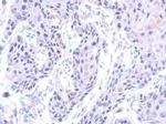 ZNF571 Antibody in Immunohistochemistry (Paraffin) (IHC (P))