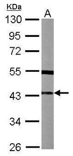 SPSB3 Polyclonal Antibody