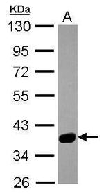 SPSB3 Antibody in Western Blot (WB)