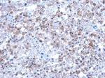 SEPT12 Antibody in Immunohistochemistry (Paraffin) (IHC (P))