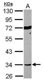 SEPT12 Antibody in Western Blot (WB)