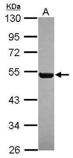 RGL4 Antibody in Western Blot (WB)
