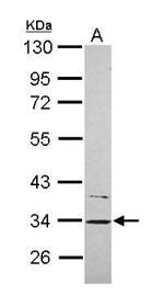 CYB5R1 Antibody in Western Blot (WB)