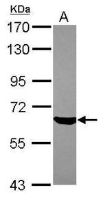 ZKSCAN4 Polyclonal Antibody