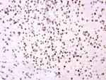 OTP Polyclonal Antibody