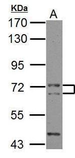 CALM Polyclonal Antibody