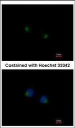 MGAT4A Polyclonal Antibody