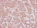 MOXD1 Antibody in Immunohistochemistry (Paraffin) (IHC (P))