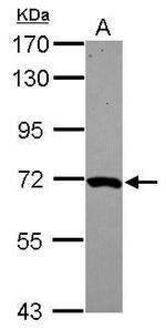 MOXD1 Antibody in Western Blot (WB)