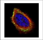 PCYOX1 Polyclonal Antibody