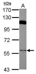 PCYOX1 Antibody in Western Blot (WB)
