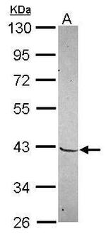 MKX Polyclonal Antibody