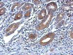 OSBP2 Antibody in Immunohistochemistry (Paraffin) (IHC (P))