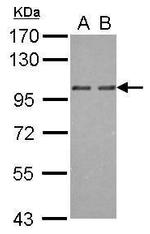OSBP2 Antibody in Western Blot (WB)