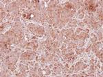 TMOD2 Antibody in Immunohistochemistry (Paraffin) (IHC (P))