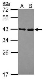 NRBF2 Polyclonal Antibody