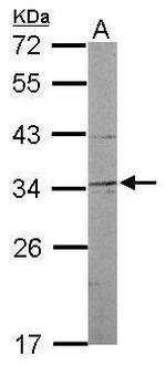 NRBF2 Antibody in Western Blot (WB)