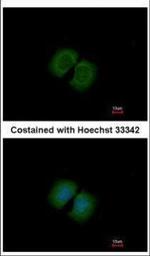 PCDHA12 Antibody in Immunocytochemistry (ICC/IF)