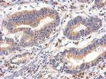 FPGT Antibody in Immunohistochemistry (Paraffin) (IHC (P))