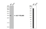 PDLIM3 Polyclonal Antibody