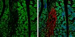 WDR62 Antibody in Immunohistochemistry (Frozen) (IHC (F))