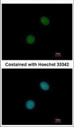 C14orf130 Polyclonal Antibody
