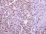 C14orf130 Antibody in Immunohistochemistry (Paraffin) (IHC (P))