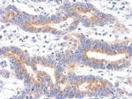 HDHD3 Antibody in Immunohistochemistry (Paraffin) (IHC (P))