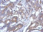 RASSF4 Polyclonal Antibody