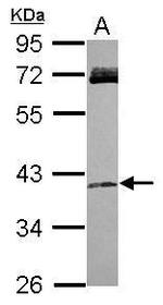 RASSF4 Antibody in Western Blot (WB)