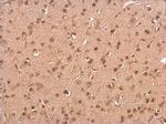 C9orf72 Antibody in Immunohistochemistry (Paraffin) (IHC (P))