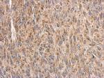C9orf72 Antibody in Immunohistochemistry (Paraffin) (IHC (P))