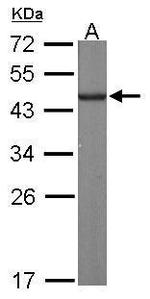 GINS4 Antibody in Western Blot (WB)