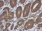 EPLIN Antibody in Immunohistochemistry (Paraffin) (IHC (P))