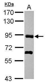 PDZRN4 Antibody in Western Blot (WB)