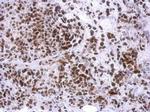 TTC40 Antibody in Immunohistochemistry (Paraffin) (IHC (P))