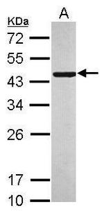 TTC40 Antibody in Western Blot (WB)