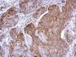 PHOSPHO2 Antibody in Immunohistochemistry (Paraffin) (IHC (P))