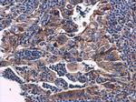 PHOSPHO2 Antibody in Immunohistochemistry (Paraffin) (IHC (P))